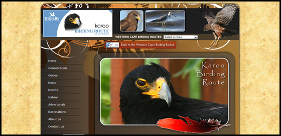 Karoo birding route theme, Western Cape Birding