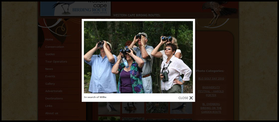 Gallery image view, Western Cape Birding